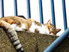 壁で眠る猫/ねこの無料フリー写真素材