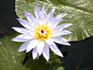 植物/フラワー/花の商用可能な無料フリー写真素材