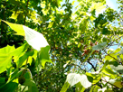 樹木の枝葉から差し込む木漏れ日の無料フリー写真素材