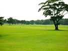 木と青空が広がる草原の商用可能な無料フリー写真素材