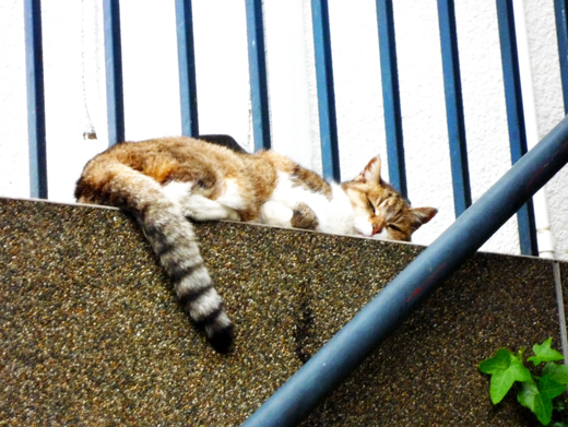 壁で眠る猫/ねこの商用可能な無料フリー写真素材