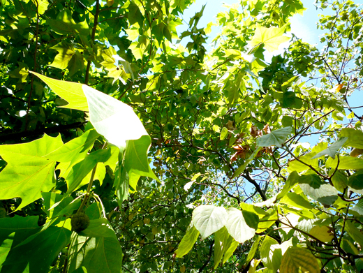 樹木の枝葉から差し込む木漏れ日の商用可能な無料フリー写真素材